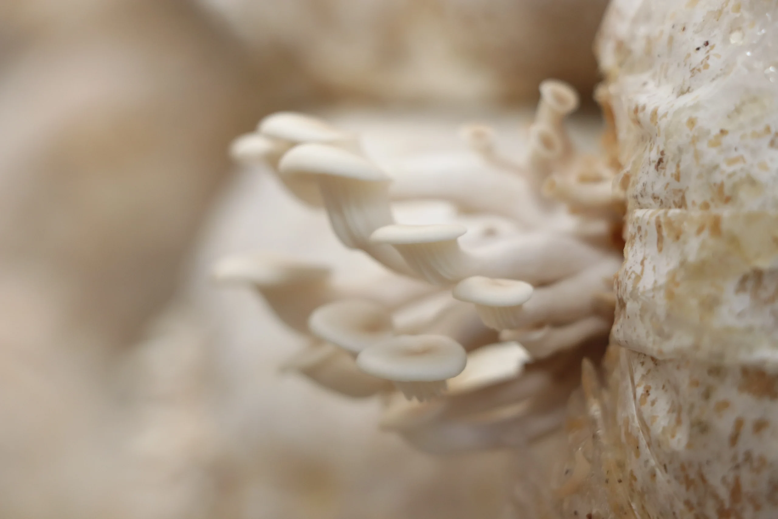 organic mushroom harvest