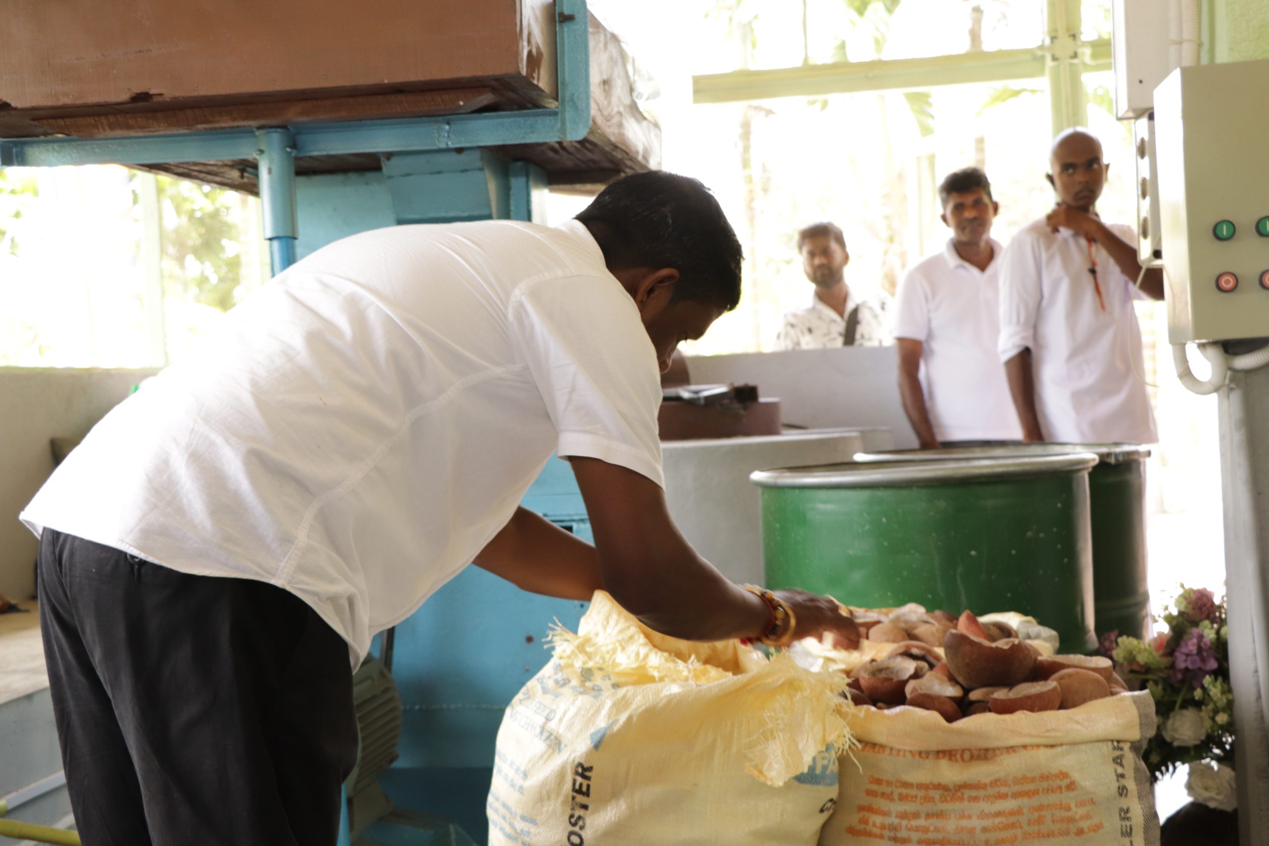 Volunteers preparing copra for oil extraction under the sustainable coconut cultivation project Sri Lanka