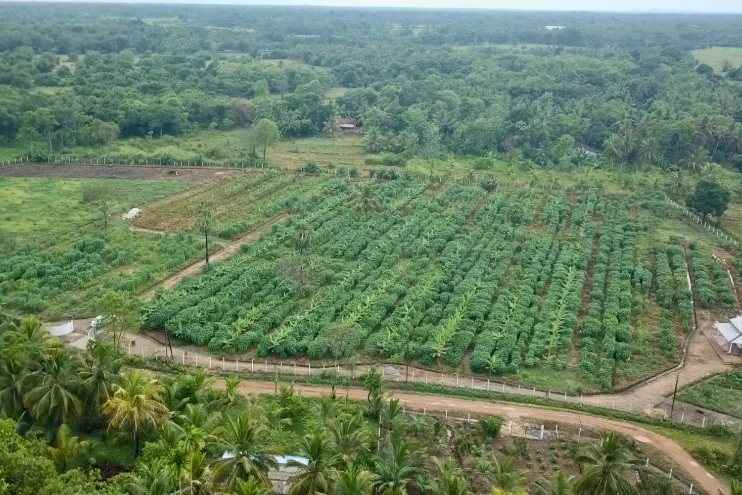 Mahawa Agricultural farm