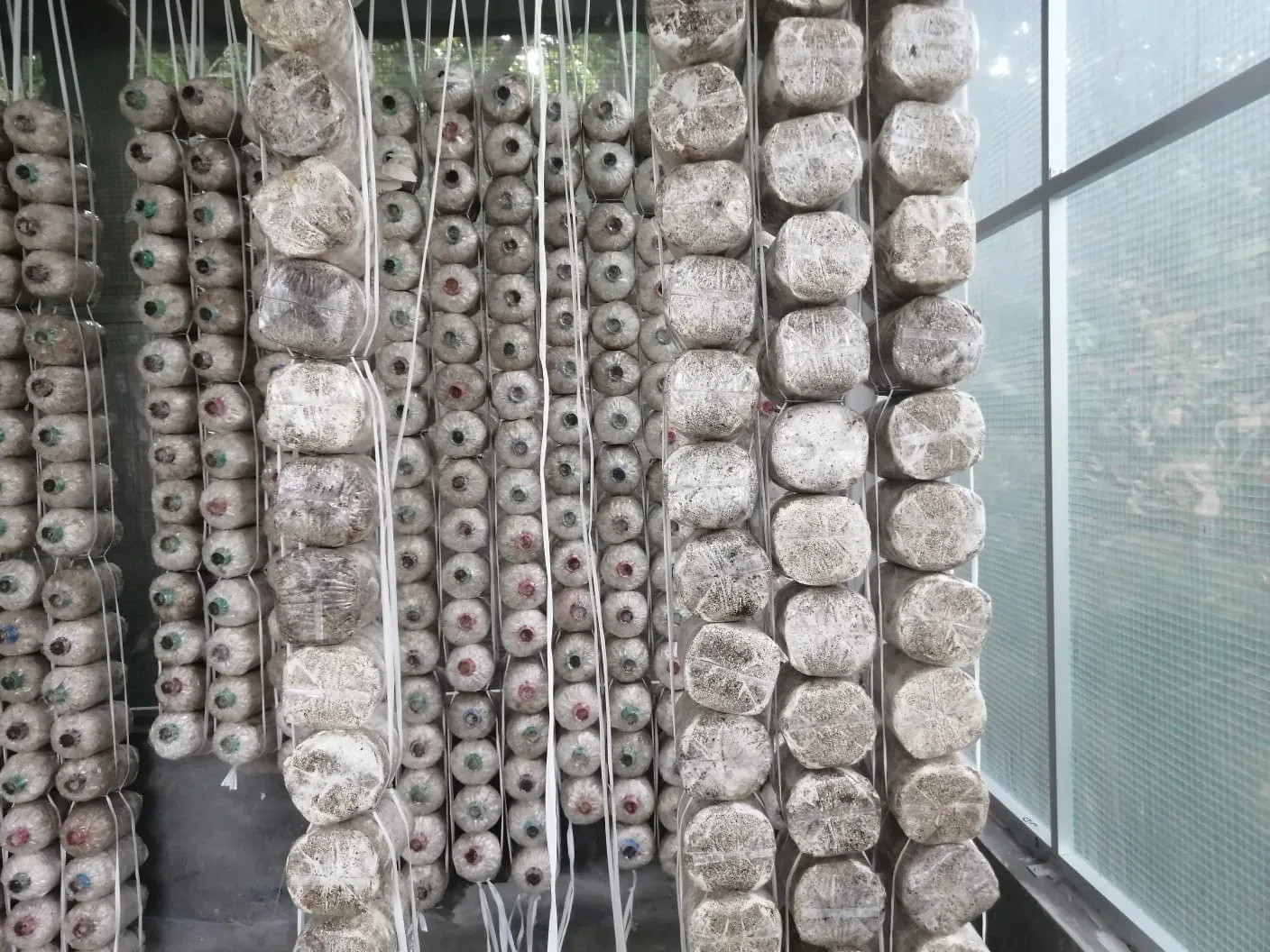 Vertical columns of hanging mushroom substrate bags suspended in rows inside the Noble Mushroom Farm growing house
