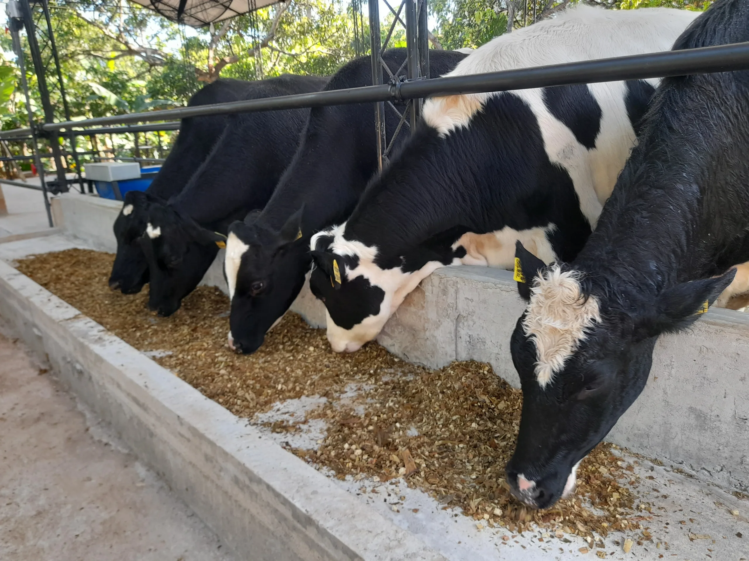 Row of black and white Friesian cows feeding in the Noble Cattle Farm facility