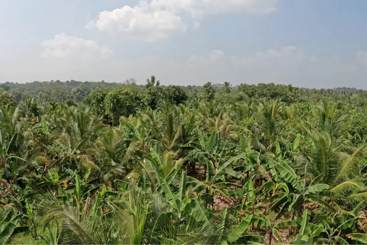 Vimukthi Foundation Dambulla Farm